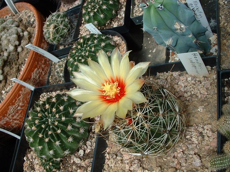 Hamatocactus sedispinus.JPG